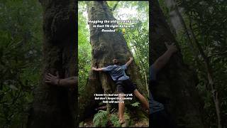 Hugging the old growth trees in East TN right before the floods🌲😢 shorts [upl. by Desirea]