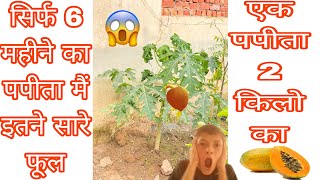 सिर्फ 6 महीने का पपीता मैं इतने सारे फूल  😱 एक पपीता 2 किलो का  BonsaiGardenNursery shortvideo [upl. by Powder840]