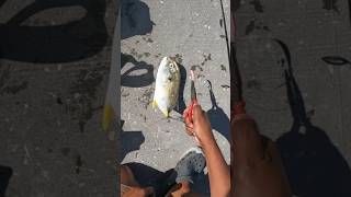 Crevalle Jack nature shortsvideo shortsfeed [upl. by Yecaj]