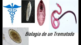 Práctica de Biología de un Trematodo [upl. by Irret]