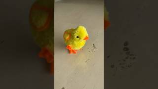 Tek kotek kotek kotek anak ayam warna kuning lucu sekali lompatlompat lincah [upl. by Eizzik]