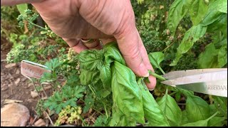 A twist on pesto from my garden  NMHighDesertGarden [upl. by Lowenstern]