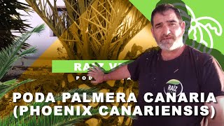 🌴 CÓMO PODAR UNA PALMERA CANARIA Phoenix Canariensis  Raíz Verde [upl. by Alisa]