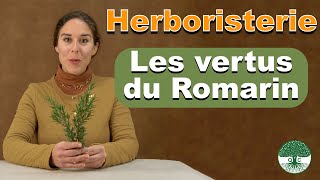 Le Romarin  ses bienfaits plante de lhiver plante aromatique et médicinale [upl. by Thisbee]