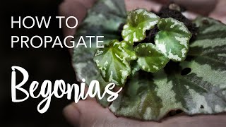 How to Propagate Begonias from leaves and stem cuttings [upl. by Yllen]