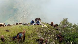 SİSLİ HAVADA KARA DEMLİK ÇAYI  KÖPEKLER BOĞUŞTU ZOR AYIRDIK [upl. by Westfahl943]