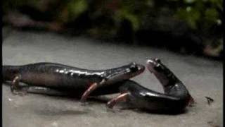 Salamander Courtship  Plethodon shermani phermone delivery [upl. by Christianson562]