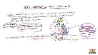 Golgi Apparatus And Lysosomes [upl. by Charil]