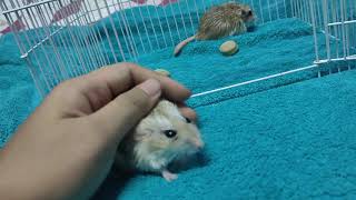 Cute Fat tail Gerbil Duprasi [upl. by Yusuk]