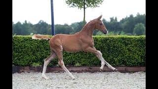 2024 Online Auction  Belamour van de Kempenhoeve Colt Fürst Toto x Stedinger [upl. by Klimesh]