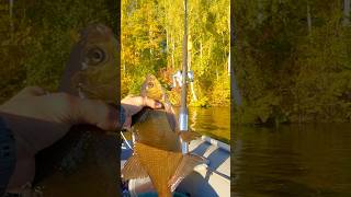 🎣🔥Catch More Catfish Live Bait TacticsThat Work catfishing bigcatfish fishing catfish [upl. by Jessi]