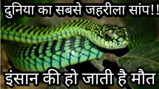 BoomSlang Snake Facts in Hindi [upl. by Moya777]