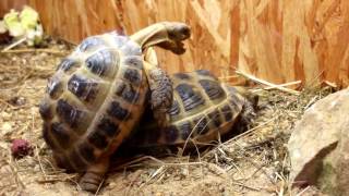 Paarung von Schildkröten mit Geräuschen  Liebesakt [upl. by Dimitry]