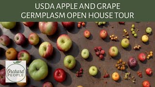 Exploring USDA Apple Germplasm A Crucial Resource for Breeding Fruit Trees [upl. by Neo]