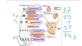 La spermatogenèse Lycée Français privé SaintJoseph d’Istanbul [upl. by Aelc]