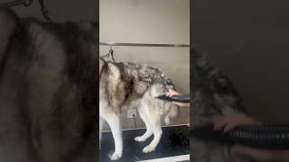 Grooming a Husky deshed doggroomingtips groomers howtogroomadog [upl. by Heinrik]