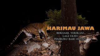 𝙈𝙖𝙣𝙩𝙖𝙥 HARIMAUJAWA Terekam Lagi Oleh Pemburu BABI HUTAN ❤ [upl. by Allicirp]