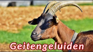 Geitengeluiden 🐐 de geluiden die een geit maakt [upl. by Isdnil]