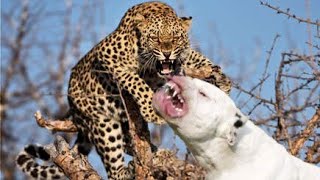 Dogo Argentino VS LEOPARDO  Batalla REAL [upl. by Desirea]