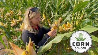 Corn School Tackling field variability at harvest [upl. by Medwin]