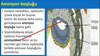 Embriyoloji  İnsan Gelişiminin 2Haftası [upl. by Locklin]