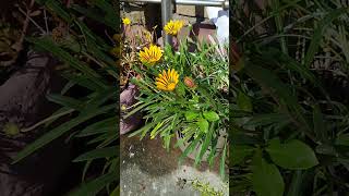 Gazania Flower plant  gazania plant from seedsshorts ytshorts gazania [upl. by Itsirhc]