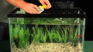 Introducing Fish to Your Aquarium [upl. by Tersina]