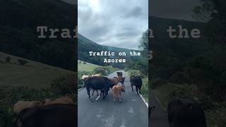 Traffic on the azores travel [upl. by Anauq]