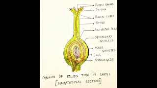 Growth of Pollen Tube  DRAWING HUB [upl. by Mulcahy]