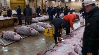 A tour of Tokyos largest fish market [upl. by Yllib]