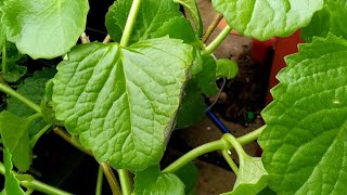 Broad Leaf Thyme  Cuban Oregano  UK [upl. by Gregory554]