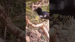 Bird Dance 😁😃 reels shots birds birdslover youtubeshorts [upl. by Leiahtan]