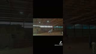 Scotchy horse horseriding fyp [upl. by Yelehsa]