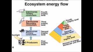 Photosynthesis as the Beginning of Lifes Energy  davisp [upl. by Winn]