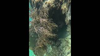 Base of a coralhead coral reef coralreef coralhead underwater [upl. by Snebur981]