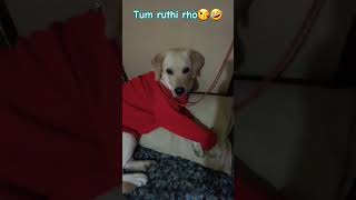 Tum ruthi rho labrasdor💘❤please Subscribe 🙏🏻🙏🏻 [upl. by Ahgiela]