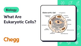 What Are Eukaryotic Cells  Introduction to Biology [upl. by Coop]