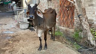 Animals Relaxing Videos amp Explore Village Life in Rural Areas asmrvideo asmrsounds villagelife [upl. by Mokas]