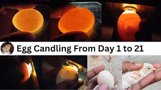 Egg Candling Using Mobile Phone  egg candling from day 1 to 21 [upl. by Gnaht]