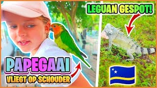 PAPEGAAi VLiEGT OP SCHOUDER amp LEGUANEN OP GOLFBAAN  Curaçao 🇨🇼  Bellinga Vlog 3058 [upl. by Yreved]