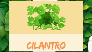 Cilantro Coriandro Salud digestiva Plantas medicinales Condimentos [upl. by Anaugal477]