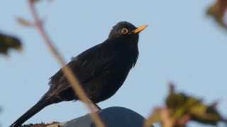 Blackbird song may [upl. by Enad]