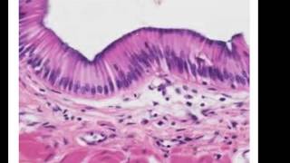 Epithelial Histology Review [upl. by Ecirtac]