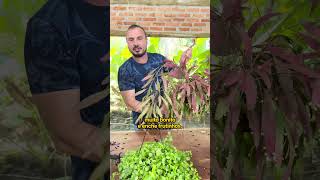 6 plantas PENDENTES para você CULTIVAR em casa [upl. by Lazor750]