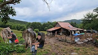 MULSUL VACILOR LA STANAPE O PLOAIE TORENTIALA DE MUNTEOAMENI GOSPODARI [upl. by Adnolohs]