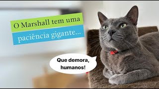 O Marshall tem uma paciência gigante… gatos gatosfofosgatofalante gatoquefala trigatos [upl. by Rimisac]