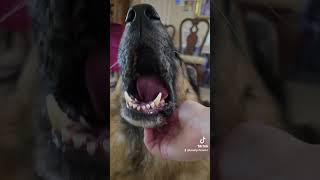 My Corazon de Melon ❤️ 🍈 germanshepherd gsd puppy dog pets [upl. by Durwyn]