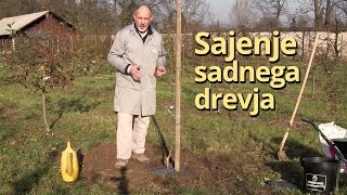 Sajenje sadnega drevja [upl. by Artinad545]