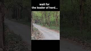 Herd of Barking deersMuntjacs  Jim Corbett National Park [upl. by Roleat]