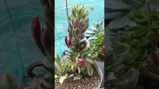 variegated stapelioides monadeniumvariegated shorts shortvideo [upl. by Nemzzaj]